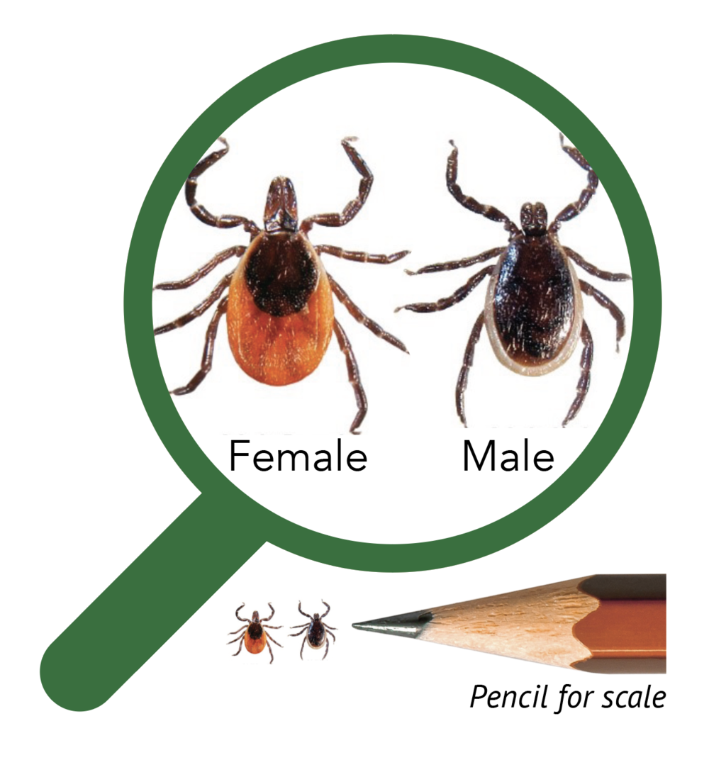 Blacklegged tick bebop labs